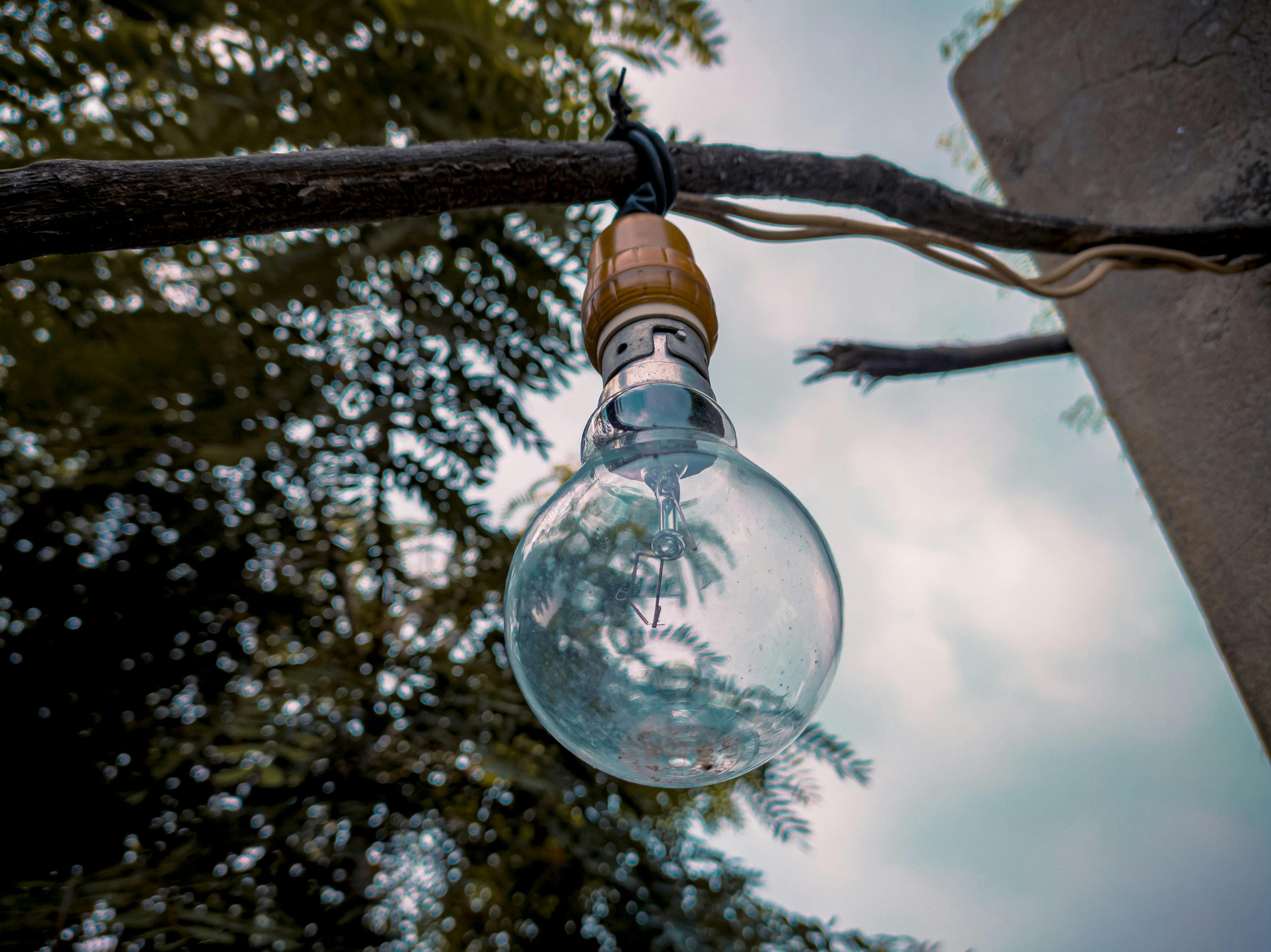 Clear bulb hanging from a tree branch