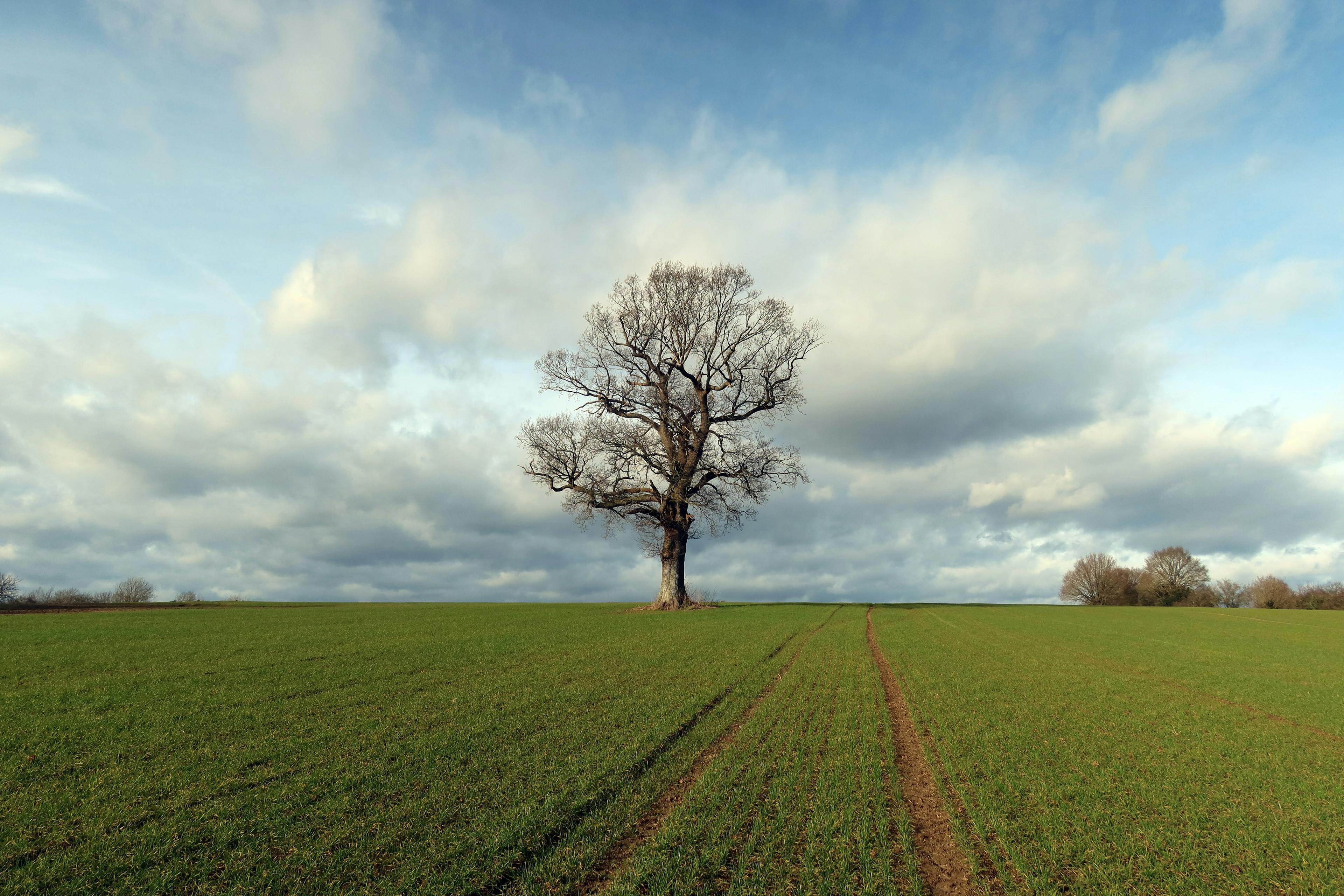 Tree standing in empty UK field