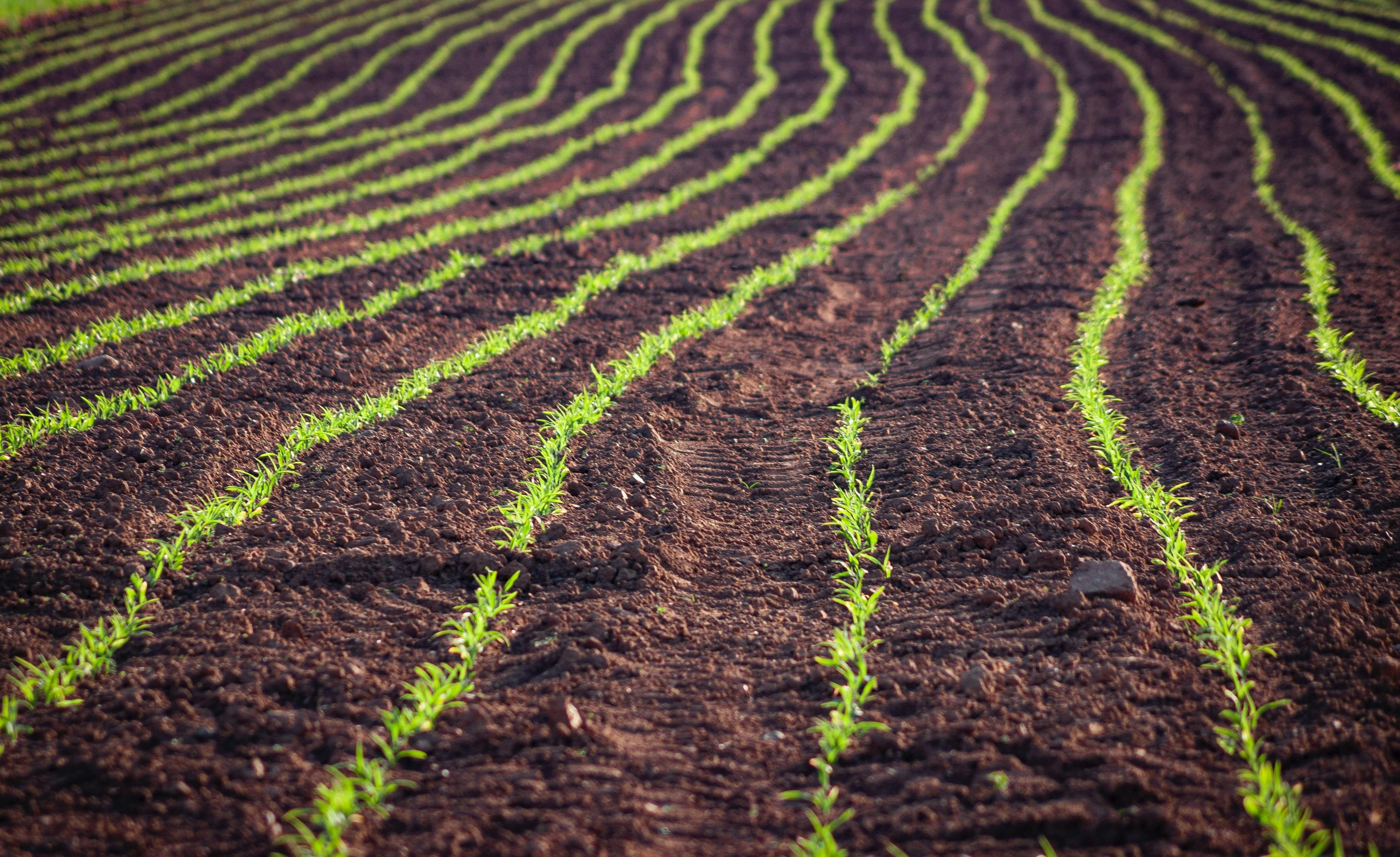 Rows of newly planted crops in a field